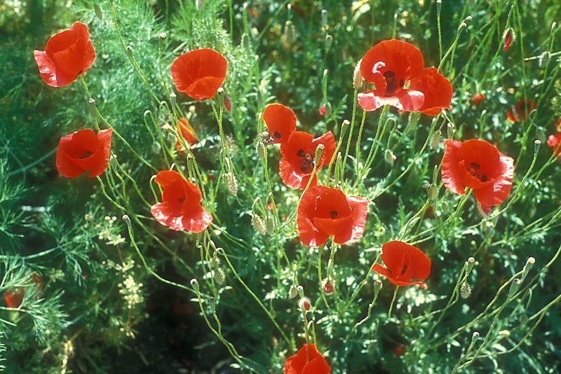 Lilies of the Field Online