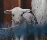 Sunshine, Appy's twin lamb. Photo by Don Silcox.