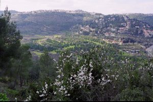 Almond blossoms in the foreground. In the background, Motza Elite, and above, houses of Kastel and the Kastel peak. Photographed by Horst Krüger.