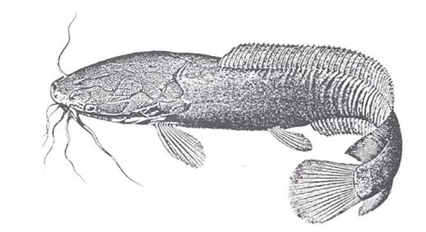A catfish, clarias lazera, the “ bad fish” referred to in Matthew 13:48.