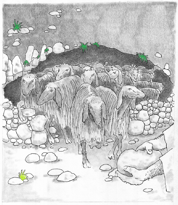A Shepherd removes a temporary stone barrier from a sheepfold to let his flock out to graze. Illustrator: Phil Crossman.