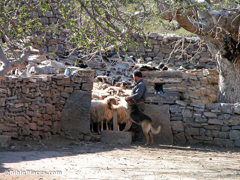 Shepherd guards the gate of the sheepfold