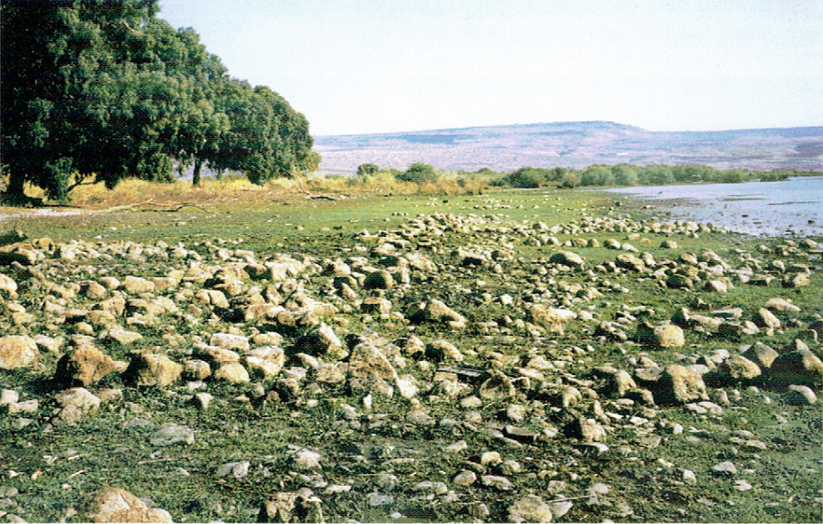 Low-angle shot of the 50-meter-wide strip of eroded coast adjacent to el-Araj (view to the southeast). The row of trees (upper left in photo) marks today's shoreline. Note the many building stones covering the strip. They are all that remains of this area of Bethsaida.