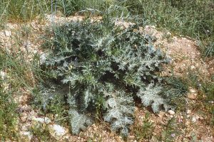 A Young Thistle. In early winter, annual species sprout from seeds dispersed in the past summer, and perennials spring up anew from roots remaining in the ground after the upper growth has dried in the fall and been broken down by the early winter rains.