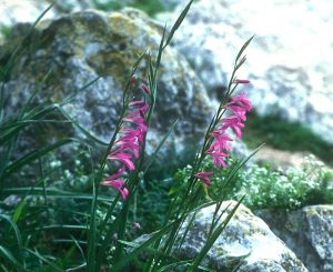 Sword Lily, Gladiolus. Gloria Suess © BiblePlaces.com.