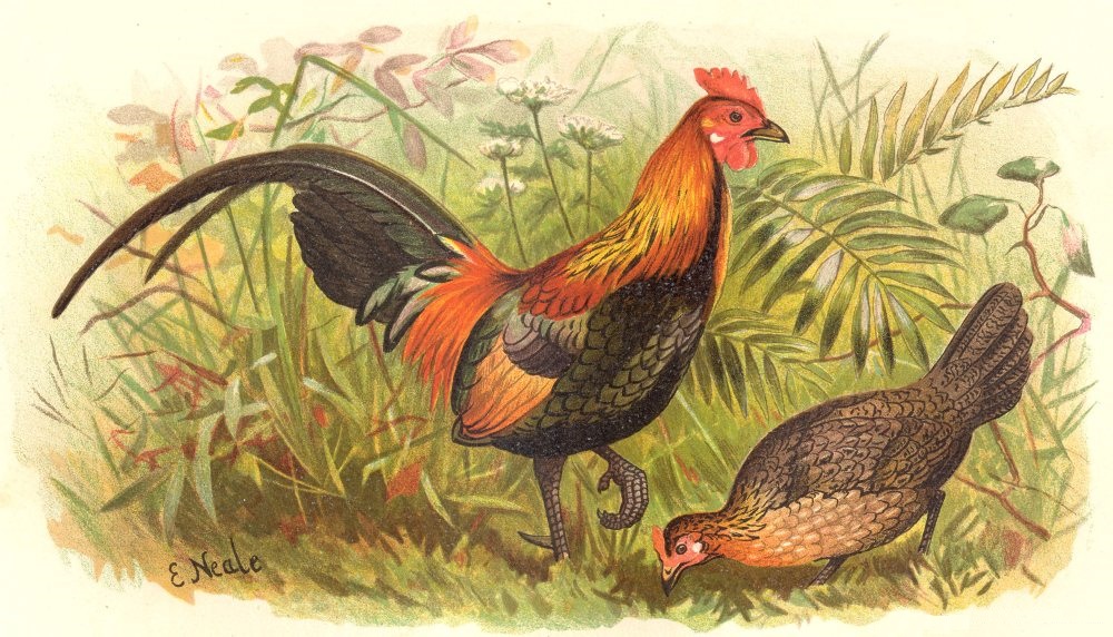 Red Junglefowl as portrayed in A. O. Hume and C. H. T. Marshall, The Game Birds of India Burmah and Ceylon 3 vols. (1879), plate opposite 1:217.