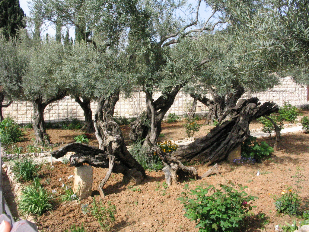 Olive trees on the Mount of Olives. Photo courtesy of Gary Asperschlager.
