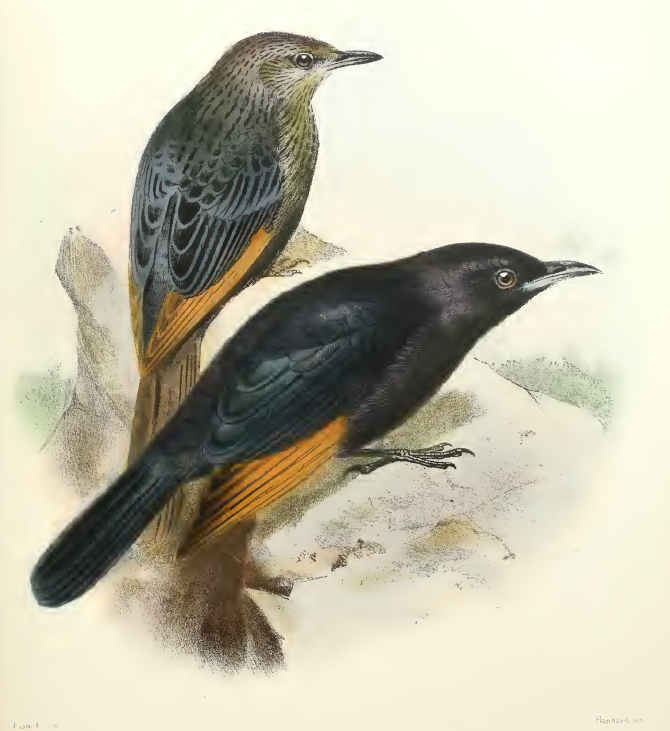 Tristram's Grackle inhabits the desert regions of Israel. This image is from Henry Baker Tristram, The Survey of Western Palestine: The Fauna and Flora of Palestine (London: Committee of the Palestine Exploration Fund, 1884).