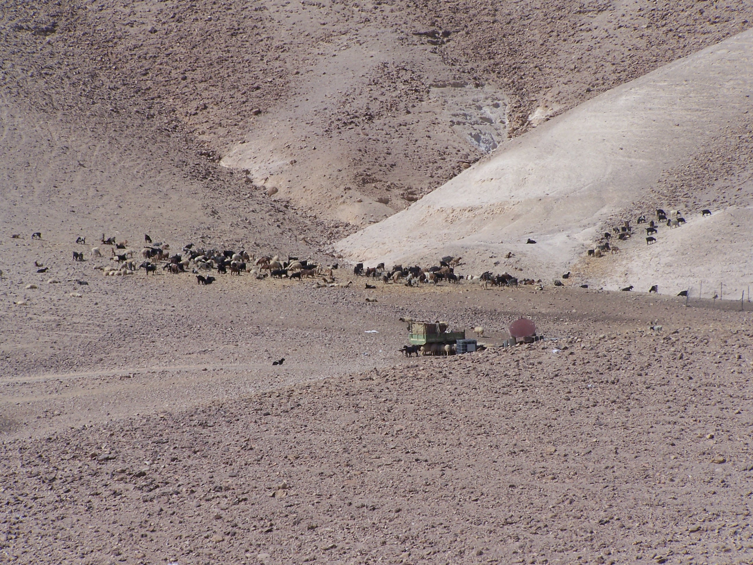 Sheep and goats graze in the parched Judean desert.