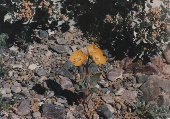 After winter rains, colorful flowers carpet California's Death Valley, but only for a brief time. (Photo taken by Don Silcox.)