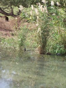 Ducks dabbling among the reeds. Photographed by Joshua N. Tilton in the <a href="https://www.jerusalemperspective.com/16254/">Hula Valley Nature Reserve</a>.