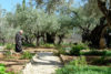 Gospel Postcard: The Garden of Gethsemane