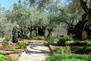 The oldest olive trees on the Mount of Olives are located in the garden next to the Church of All Nations. This garden is always a place of beauty because of the faithful labors of the Franciscan caretakers.  Photographed by Todd Bolen ©BiblePlaces.com.