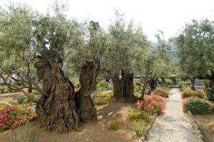 While tour guides have claimed that these olive trees date back to the time of Jesus, scientific analysis thus far has only confirmed that they date to the 12th century.  Photographed by Todd Bolen ©BiblePlaces.com.