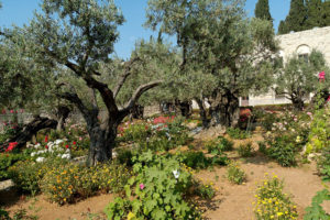 Another evidence that precludes the trees dating to the time of Jesus is the report by Josephus that all trees around Jerusalem were cut down by the Romans to use for their siegeworks (J.W. 5:107, 262, 264).  Photographed by Todd Bolen ©BiblePlaces.com.