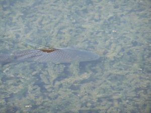A carp swimming in shallow water at the Hula Valley Nature Reserve. Photo courtesy of Joshua N. Tilton.