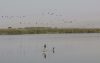 Holy Land Postcard: Hula Valley Nature Reserve