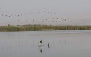 Migratory birds flock to the Hula Valley Nature Reserve. Photo courtesy of Gary Asperschlager.