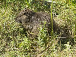 A coypu contentedly munches on the abundant vegetation. Photo courtesy of Gary Asperschlager.