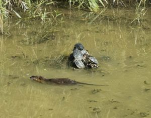 A coypu swims past a group of lazily sunbathing turtles. Photo courtesy of Gary Asperschlager.