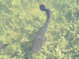 A catfish photographed at the Hula Valley Nature Reserve. Photo courtesy of Joshua N. Tilton.