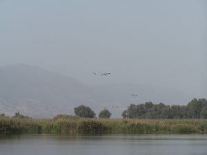 Migratory cranes coming in for a landing at the Hula Valley Nature Reserve. Photo courtesy of Joshua N. Tilton.
