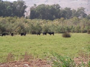 Water buffalo at the Hula Valley Nature Reserve. Photo courtesy of Joshua N. Tilton.