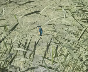 The beautiful white-throated kingfisher is a common sight at the Hula Valley Nature Reserve. Photo courtesy of Gary Asperschlager.