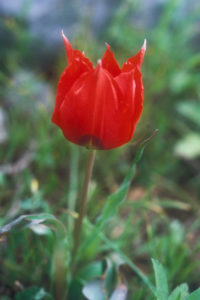 Mountain Tulip, Tulipa montana. Gloria Suess © BiblePlaces.com.