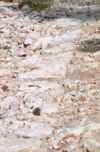 Closeup of a section of curbstones. Photographed by Lucinda Dale-Thomas, spring 1992.