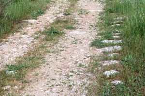 A row of curbstone with only their tops showing. Photographed by Lucinda Dale-Thomas, spring 1992.