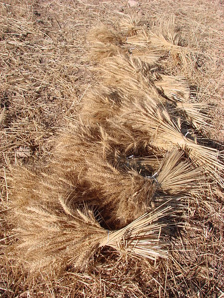 Sheaves of wheat gathered from the harvest. Photo courtesy of Wikimedia Commons.