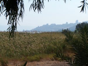 Reeds growing along the Sea of Galilee's shore with Tiberias in the background. Photographed at the site of ancient Magdala. Courtesy of Joshua N. Tilton.