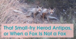 That Small-fry Herod Antipas, or When a Fox Is Not a Fox