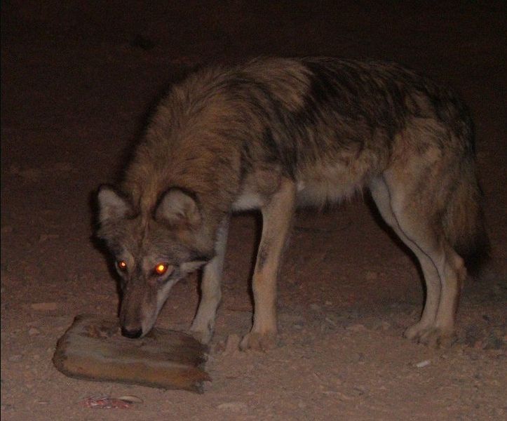 Photograph taken of a wolf in southern Israel scavenging at night. Image courtesy of Wikimedia Commons.